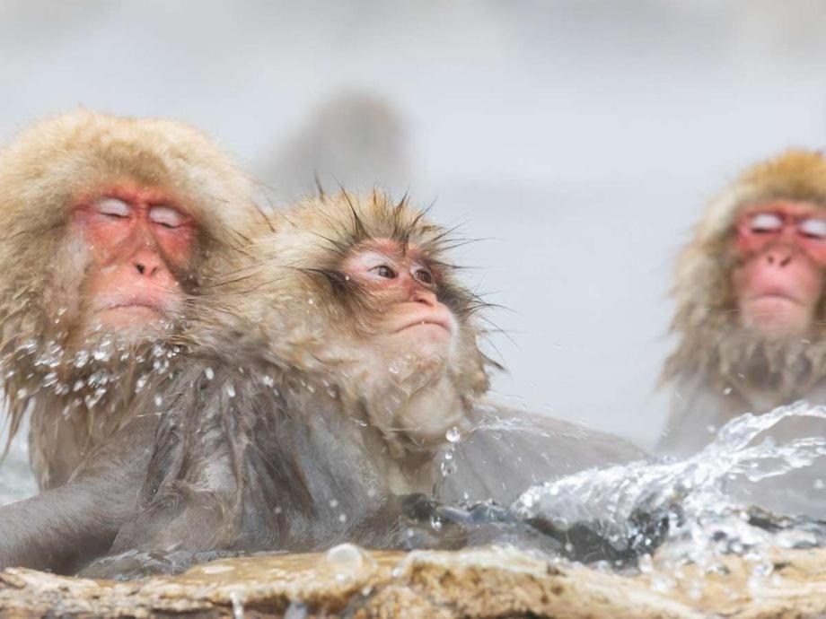 Vergrößerte Ansicht